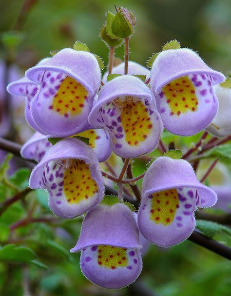 Jovellana violacea Teacup Flowers, Strange Flowers, Unusual Plants, Unusual Flowers, Rare Flowers, Unique Flowers, Exotic Plants, Exotic Flowers, Flower Beauty