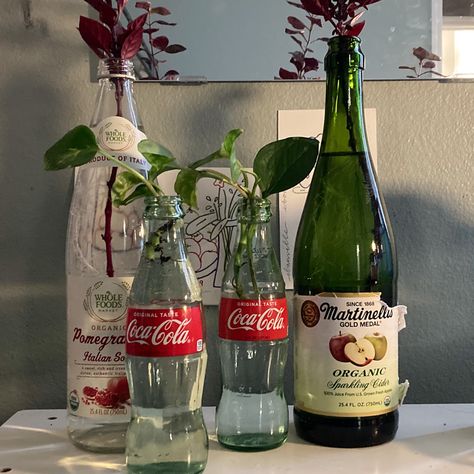 #plants #hydroponics #aquatic Plant Vase Ideas, Plants In A Bottle, Plant In Bottle, Plants In Vases, Plant Bottle, Plants In Bottles, Unique Glassware, Hydroponics Diy, Hydroponic Plants