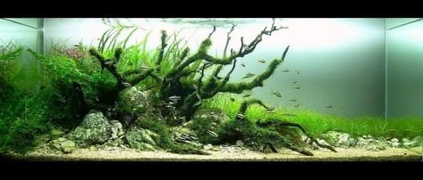 Nature Tank, Aquascape Design, Nano Aquarium, Aquarium Landscape, Nature Aquarium, Aquascape Aquarium, Nature Style, Aquarium Design, About Nature