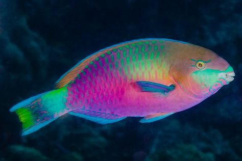 Rainbow Parrot, Kristina Webb, Parrot Fish, Pretty Fish, Cool Fish, Deep Sea Creatures, Beautiful Sea Creatures, Marine Fish, Underwater Creatures