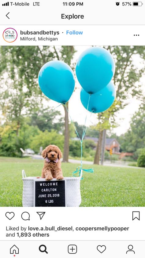 New Puppy Announcement, Family Pet Photography, Puppy Announcement, Puppy Mom, Puppy Photography, Christmas Shoot, Dog Birthday Party, Dog Rooms, Getting A Puppy