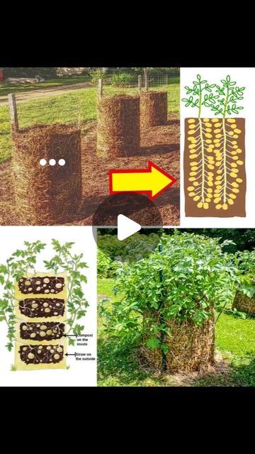 Potato Farming, Potato Tower, Potato Gardening, Natural Farming, Travel Tree, Veg Garden, A Potato, Organic Farming, No Cook Meals