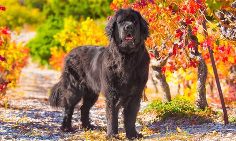 Mobility Service Dog, Best Dogs For Kids, Service Dogs Breeds, Calm Dog Breeds, Newfoundland Puppies, Nanny Dog, Best Dogs For Families, Big Dog Breeds, Terra Nova