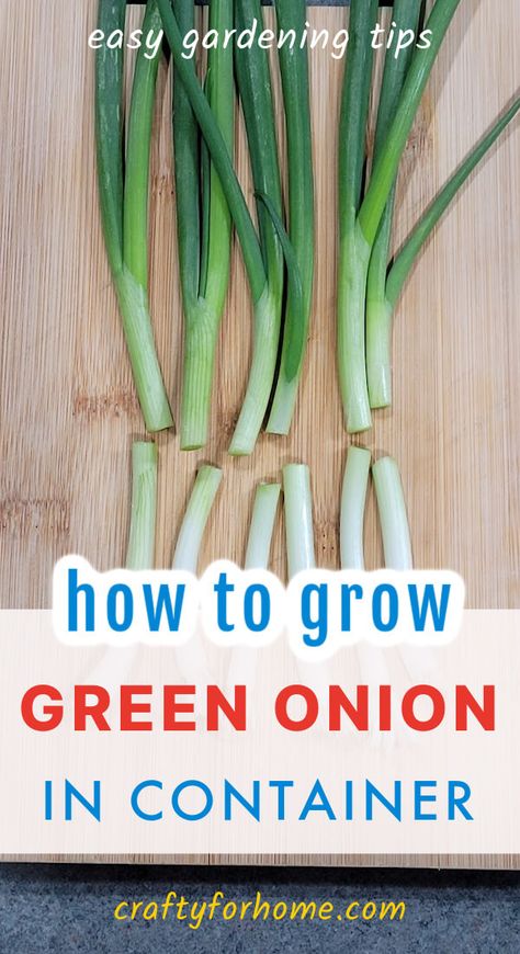 Growing Green Onion In Containers: Easy Kitchen Garden | Crafty For Home Growing Green Onions In Containers, How To Grow Green Onions, Growing Onions In Containers, Planting Green Onions, Growing Spring Onions, Growing Green Onions, Onion Growing, Planting Veggies, Gardening Fruits