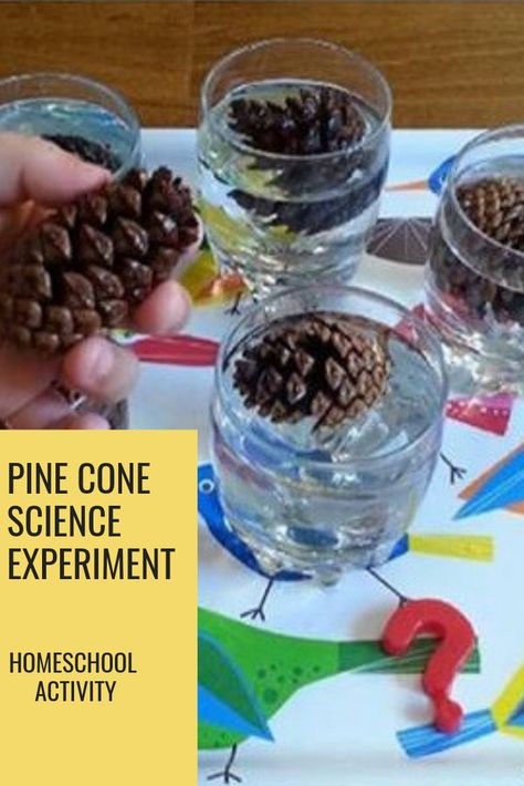 Homeschool science activity: Why do pine cones open and close? Someone was very impatient to see the result:) Woodland Animal Science Activities, Why Do Pinecones Open And Close, Pinecone Experiments For Kids, Pine Cone Experiments For Kids, Fall Themed Science Experiments, Thanksgiving Science Preschool, Animal Science Activities, Hibernation Preschool Activities, Hibernation Preschool