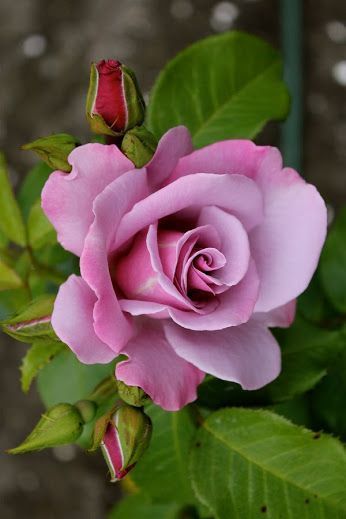 Propagating Roses, Rose Seeds, Rose Violette, Garden Types, Rose Bush, Beautiful Rose Flowers, Exotic Flowers, Flower Beauty, Purple Roses