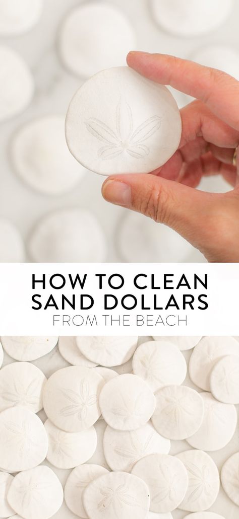 Learn how to clean sand dollars from the beach using household items! You'll have clean, sparkling sand dollars to use in crafts and projects. Click to learn the secrets to cleaning and preserving them, along with how to responsibly choose which sand dollars to take home. Sand Crafts For Adults, Sea Biscuit Crafts, Cleaning Sea Shells, How To Make Sand, Painted Sand Dollars, Sand Dollar Craft, Sand Dollar Art, Sand Dollar Ornament, Coastal Crafts