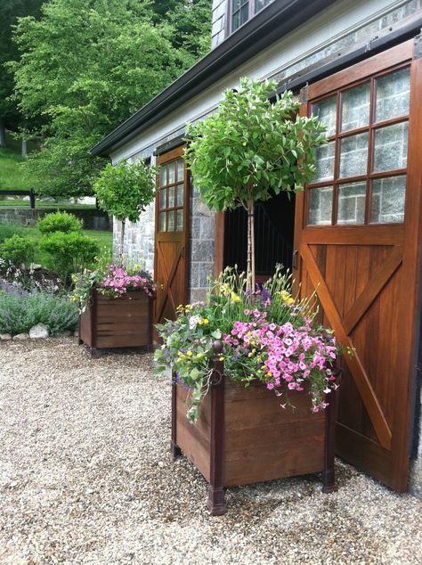 Versailles planters with an early summer planting of petunia, agapanthus and hydrangea topiary.  <3 Large Yard Landscaping, Diy Wood Planter Box, Summer Planting, Diy Wood Planters, Summer Planter, Large Outdoor Planters, Wood Planter, Front Yard Design, Wood Planter Box