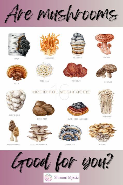 microdosing mushrooms, gourmet mushrooms, benefits of medicinal mushrooms. Microdosing Mushrooms, Earthy Luxury, Gourmet Mushrooms, Herbal Living, Benefits Of Mushrooms, Health Benefits Of Mushrooms, Mushroom Benefits, Mushroom Cultivation, Organic Lifestyle