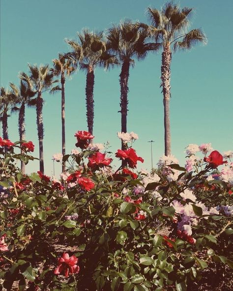 Honeymoon Album, Terrence Loves You, Lana Del Rey Honeymoon, Lana Del Rey Albums, Lana Del Rey Aesthetic, Hollywood Aesthetic, Americana Aesthetic, Rey Aesthetic, High By The Beach