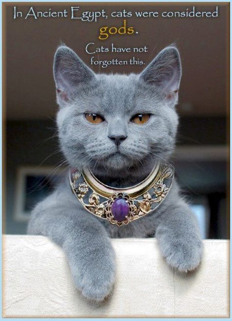 royalty Egypt Cat, Gatto Carino, Koci Humor, Persian Cats, Gray Cat, Russian Blue, Blue Cats, Zulu, Angkor