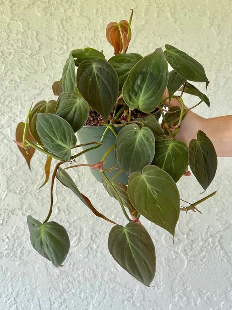 Heart shaped velvety greenish bronze leaves on Philodendron Micans -Houseplant411 Micans Philodendron, Exotic House Plants, Philodendron Care, Philodendron Micans, Live Indoor Plants, Philodendron Plant, Household Plants, Plants Are Friends, Inside Plants