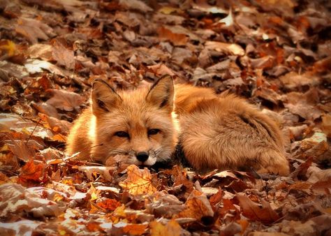 Lying down in some leaves Akita Inu, Autumn Magic, Autumn Aesthetic, Red Fox, Pics Art, Spirit Animal, Belle Photo, Beautiful Creatures