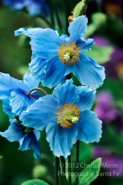 Himalayan Poppy, Acidic Soil, Blue Poppies, Blue Plants, Garden Vines, Blue Poppy, Airbrush Art, Rare Flowers, All Flowers