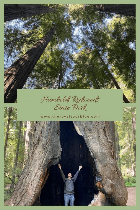 Humboldt Redwoods State Park - The Royal Tour Redwood Vacation, Live Deliberately, Hiking California, Northern California Travel, Humboldt Redwoods State Park, Coast Redwood, Facts Of Life, Oregon Vacation, Wood Forest