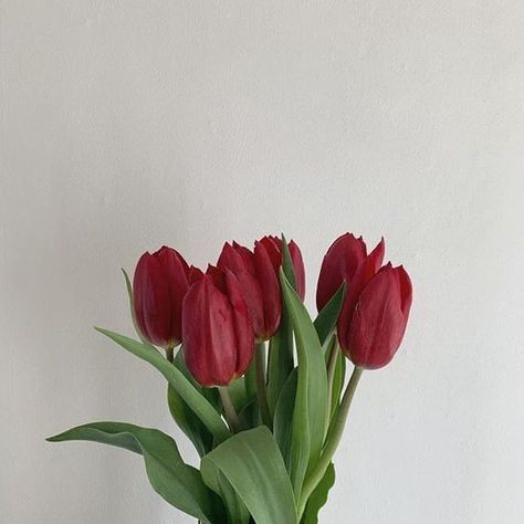 art 🎨 on Twitter: "Obsessed with red tulips… " Boquette Flowers, Nothing But Flowers, Red Icons:), Flower Therapy, Red Tulips, Pretty Plants, Tulips Flowers, Red Aesthetic, Love Flowers