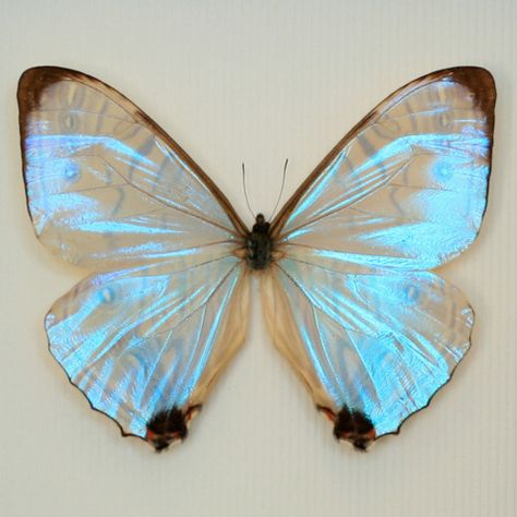 ✦ Holographic, Iridescent, Metallic, & Chrome Blog ✦ Personajes Monster High, Morpho Butterfly, Beautiful Bugs, Butterfly Kisses, White Butterfly, Blue Butterfly, Butterfly Wings, Beautiful Butterflies, Moth