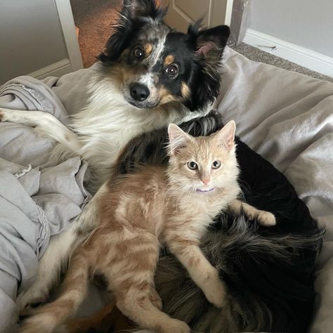 #kitten #cat #dog #puppy #pets #besties #bestfriends #animals Dog Cat Pictures, Dog Cuddles, Dog Best Friend, Two Cats, Dog Facts, Two Dogs, Cat Person, Cat Aesthetic, Cute Cats And Dogs