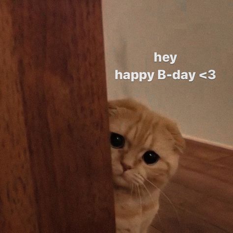 Happy Birthday To Me Cat Memes, Birthday Wholesome Pics, Birthday Cat Aesthetic, Happy Birthday Funny Sticker, Happy Birthday To Me Aesthetic Wallpaper, Mood Cat Pics, Happy Bday Wallpapers, Wholesome Birthday Wish, Happy Birthday Mood Pics