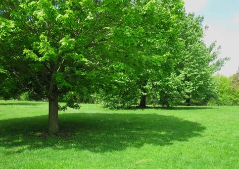 You have many options when choosing fast-growing trees that provide cooling shade for your yard yet won't damage your hardscape with invasive roots or weak branches. Best Shade Trees, Fast Growing Shade Trees, Trees For Front Yard, Backyard Trees, Backyard Shade, Diy Shades, Backyard Sheds, Fast Growing Trees, Tree Canopy