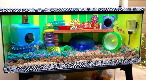 Glass tanks are perfect if you don't have a "natural" hamster cage! Just make sure that is is a 20 gallon long or bigger!!!! Hamster Tank, Cool Hamster Cages, Hamster Diy, Hamster Habitat, Hamster Care, Hamster Treats, Rat Cage, Hamster Toys, Hamster Cages