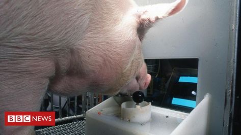 Pigs can play video games with their snouts, scientists find - BBC News Animal Intelligence, Micro Pigs, Play Computer Games, Pig Games, Conceptual Understanding, Play Video Games, How To Play Minecraft, 8 Bits, Cognitive Development