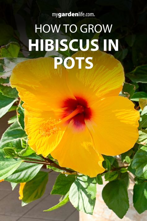 Transform your patio garden into a tropical paradise with stunning hibiscus in pots! Our article on how to grow hibiscus in pots provides expert tips on choosing the perfect container, creating the ideal environment, and keeping your tropical flowering plants flourishing all season long. Discover how easy it is to grow and enjoy these vibrant beauties in your own backyard. Find more tropical plant inspiration and container gardening tips at MyGardenLife.com! Hibiscus Plant Potted, Tropical Plants Outdoor In Pots, Growing Hibiscus In Pots, How To Grow Hibiscus, Hibiscus Container Ideas, Potted Hibiscus Plant, Hibiscus Potting Ideas, Hibiscus Trees In Pots, Hibiscus Planter Ideas