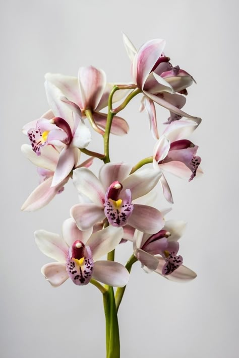 How to grow orchids indoors | Better Homes and Gardens Vertical Garden Plants, Blooming Orchid, Orchid Tattoo, Growing Orchids, Perennial Shrubs, Vertical Gardens, Phalaenopsis Orchid, Orchid Care, Orchid Plants