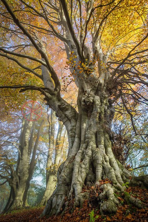 NICK TURNER - PHOTO:VIDEO:AERIAL Fagus Sylvatica, Beech Trees, Beech Tree, Science Photos, Ancient Forest, Ancient Tree, Unique Trees, Tall Trees, Wild Plants