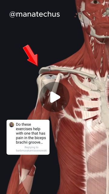 Biceps Tendinopathy, Shoulder Rehab, Shoulder Impingement, Biceps Brachii, Muscle Relief, Shoulder Pain, Healthcare Professionals, Education, Range