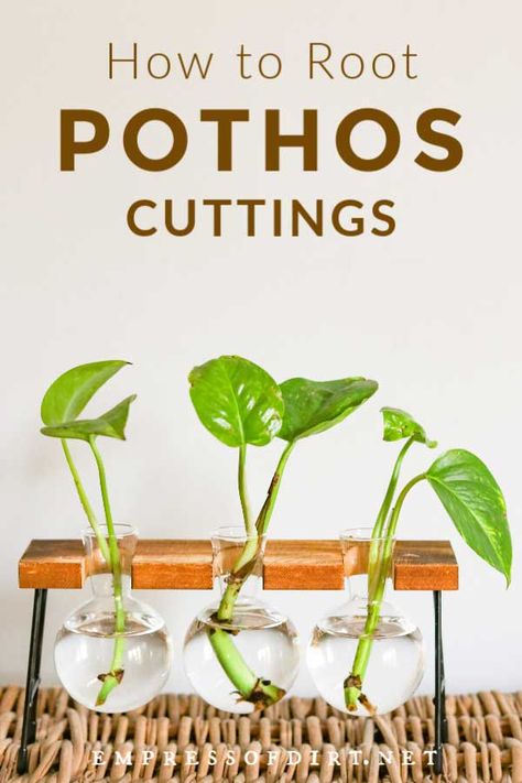 A step-by-step tutorial showing how to take cuttings from pothos houseplants and root them in soil or water to grow more of your favorite plant. #pothos #rootcutting #propagation #houseplants #empressofdirt Pathos Propagation, Houseplants Propagation, Pathos Plant, Pothos In Water, Pothos Cuttings, Pothos Plant Care, Pothos Plants, Propagate Plants, Epipremnum Aureum