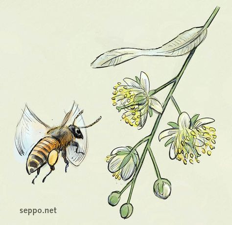 Honey bee and linden flower Linden Flower Drawing, Linden Flower Tattoo, Linden Drawing, Linden Tree Tattoo, Linden Tattoo, Environmental Cartoons, Ideas For Boutique, Lotus Flower Logo Design, Linden Flower