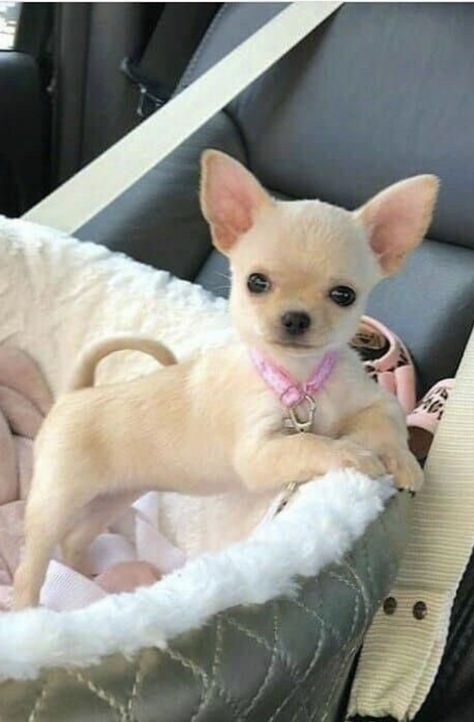 Anjing Chihuahua, Psy Chihuahua, Teacup Chihuahua Puppies, Baby Chihuahua, Haiwan Comel, Anak Haiwan, Haiwan Lucu, Slaap Lekker, Teacup Chihuahua