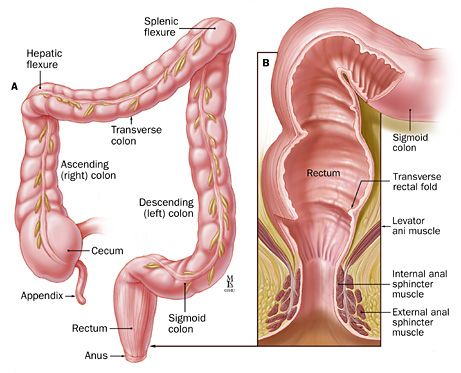 The rectum Levator Ani, Rectal Prolapse, Sigmoid Colon, Sistem Pencernaan, Clean Colon, Cleaning Your Colon, Natural Colon Cleanse, Colon Cleanse, Detox Diet