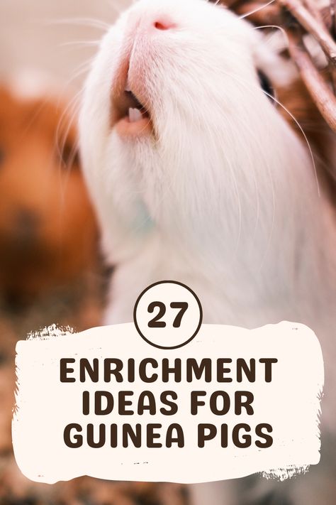 Guinea Pig Enrichment Ideas, Guinea Pig Diy Toys, Guinea Pig Activities, Guinea Pig Toys Diy Homemade, Guinea Pig Cage Setup Ideas, Guinea Pig Cage Ideas Diy, Guinea Pig Ideas, Cute Guinea Pig Cage Ideas, Aesthetic Guinea Pig Cage