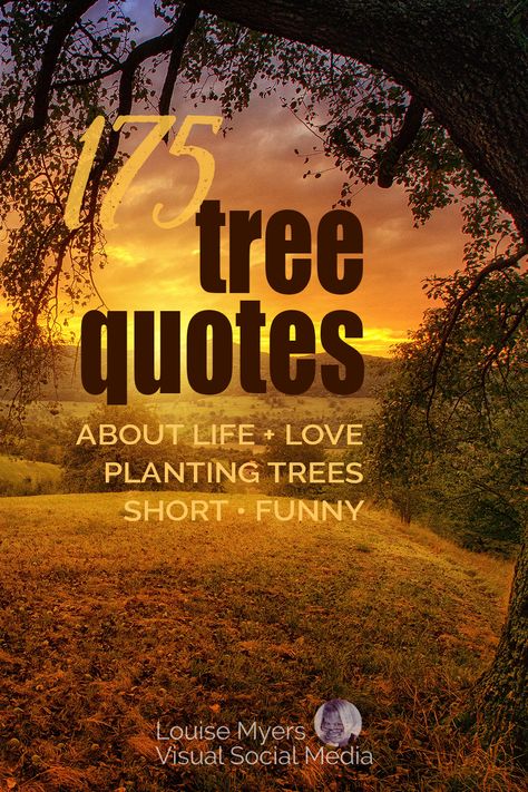 sunset through tree boughs with words, 175 tree quotes about life and love, planting trees, short, funny. Planting A Tree Quote, Tree Poems Life, Tree Of Life Sayings, Inspirational Tree Quotes, Family Tree Quotes Short, Tree Sayings Quotes, Tree Pose Quotes, Tree Quotes Short, Tree Quotes Inspirational Short