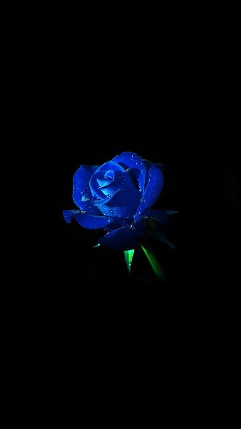 Rose iPhone Wallpapers - Top Free Rose iPhone Backgrounds - WallpaperAccess Wallpaper Iphone Roses, Blue Roses Wallpaper, Black And Blue Wallpaper, Blue Aesthetic Dark, Red Roses Wallpaper, Blue Butterfly Wallpaper, Blue Flower Wallpaper, Dark Blue Wallpaper, Rose Flower Wallpaper