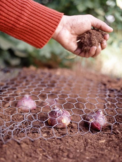 Chicken Wire over Bulbs Planting Tulips, Perennial Bulbs, Fall Bulbs, Tulip Bulbs, Tulips Garden, Garden Bulbs, Cut Flower Garden, Spring Bulbs, Garden Care