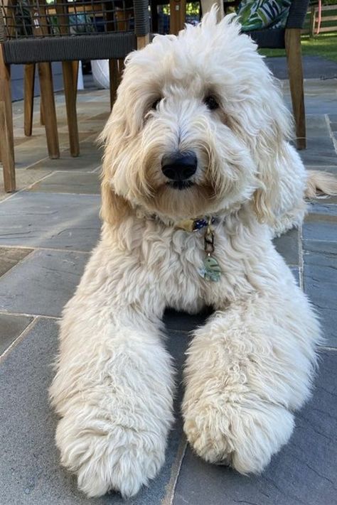 Goldendoodle Generations Guide (F1, F1b, F1bb, F2, F2b, F2bb, F3 etc.) | PupTraveller F1 Mini Goldendoodle, Standard Goldendoodle, F1b Goldendoodle, Mini Goldendoodle, Goldendoodle Puppy, Miniature Poodle, Mixed Breed Dogs, Standard Poodle, Mixed Breed