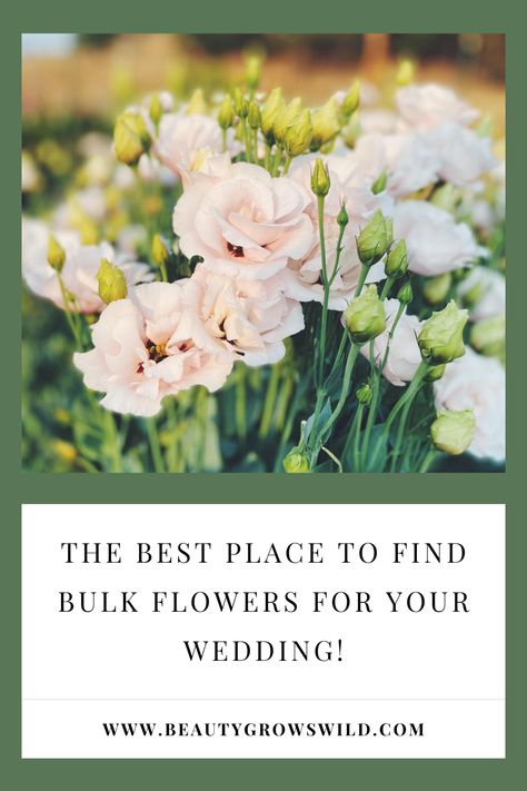 Are you considering buying bulk flowers for your wedding or another upcoming event? Here is why local flower farms are the BEST place to find bulk buckets of flowers and greenery for your event! Trader Joe's Wedding Flowers, Bulk Flowers Online, Flower Farms, Wedding Plants, Local Farm, Buy Flowers, Trader Joe's, Flower Farm, Wedding Flower