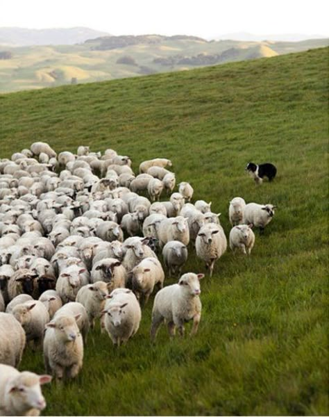 dogs herding farm animals - Google Search Herd Of Sheep, A Well Traveled Woman, Madding Crowd, Sheep Farm, Sheep And Lamb, Animale Rare, Cane Corso, Sphynx, Wild Life