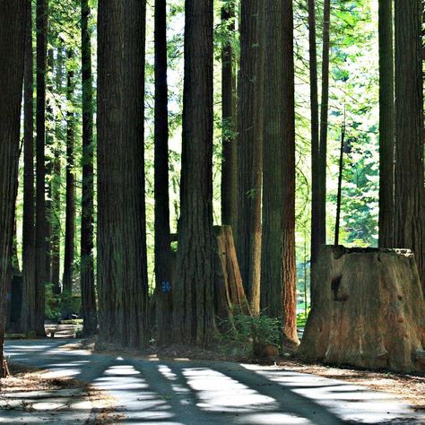 Avenue Of The Giants, Humboldt Redwoods State Park, Humboldt County California, State Park Cabins, Coast Redwood, California Coastline, Humboldt County, What To Do Today, Redwood Forest