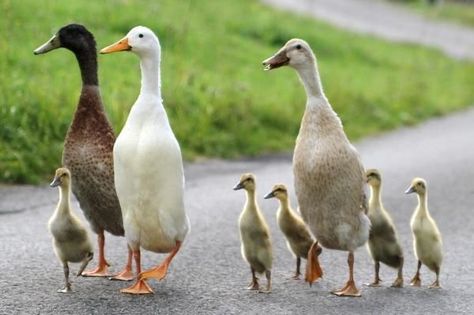 Runner Ducks, Photo Animaliere, Monkeys Funny, Photo Charms, Bird Pictures, 귀여운 동물, Beautiful Creatures, Beautiful Birds, Animal Kingdom