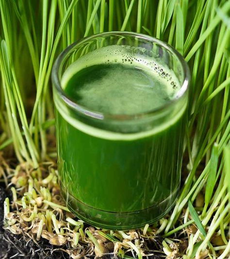 If you are looking for an all in one natural supplement to reduce weight or get flawless skin and healthy hair, wheatgrass juice may be an ideal option for you. Wheatgrass Benefits, Juicing Recipes For Beginners, Wheatgrass Juice, Growing Wheat Grass, Health Juice, Juice For Skin, Green Drink Recipes, Wheatgrass Powder, Food Meaning