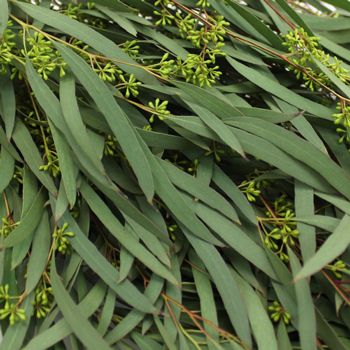 FiftyFlowers.com - Willow Seeded Eucalyptus Flower March 15 to August Delivery Eucalyptus Willow, Eucalyptus Flower, Succulent Centerpiece, Long Vase, Greenery Arrangements, Succulent Centerpieces, Succulent Garden Diy, Seeded Eucalyptus, Eucalyptus Greenery