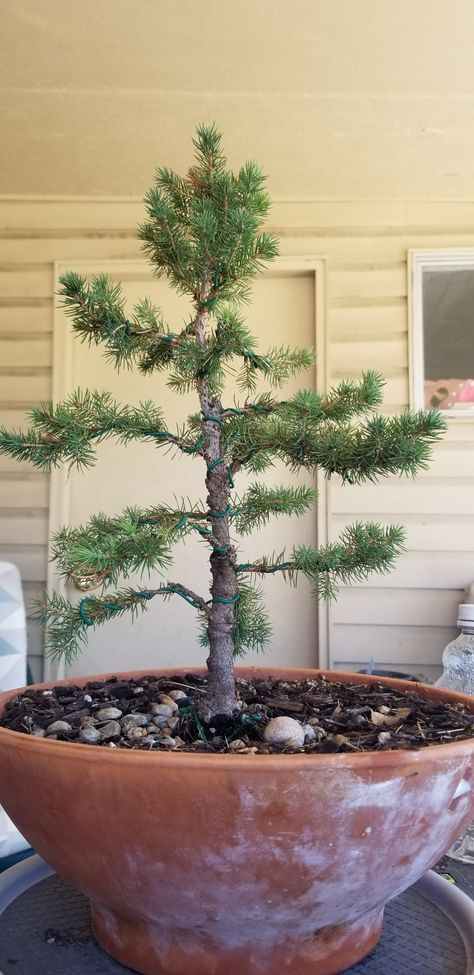 Alberta Spruce Bonsai, Spruce Bonsai, Alberta Spruce, Pre Bonsai, Bonsai Trees, Bonsai Tree, Trees, Plants