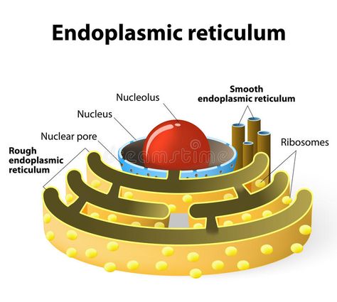 Endoplasmic reticulum. Is a continuous membrane, which is present in both plant #Sponsored , #AD, #AFFILIATE, #reticulum, #plant, #present, #Endoplasmic Cells Illustration, Endoplasmic Reticulum, Prokaryotic Cell, Animal Cells, Plant Cells, Human Animal, Present Continuous, Animal Cell, Plant Cell