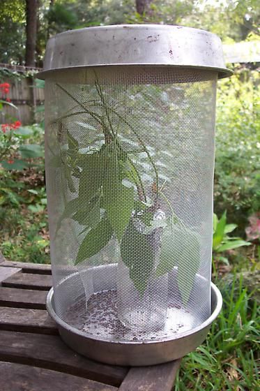 Caterpillar/Butterfly cage - two cake pans, wire mesh, glass bottle to keep host plant fresh, foil around top of plant to keep them from falling in the jar. Cool! Monarch Butterfly Habitat, Raising Monarch Butterflies, Butterfly Cage, Caterpillar Butterfly, Raising Butterflies, Monarch Butterfly Garden, Butterfly Pavilion, Butterfly Habitat, Monarch Caterpillar