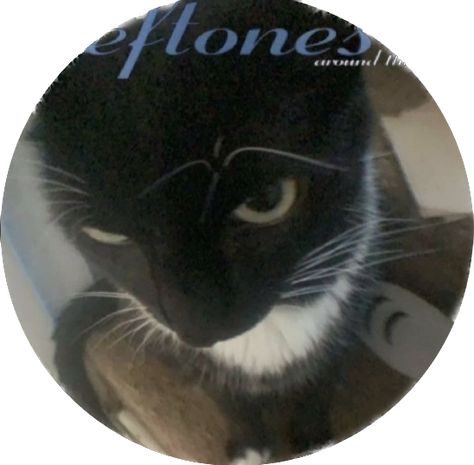 Deftones Pfp, Deftones Cat, Pfp Cat, Cat Pfp, Music Bands, Anime