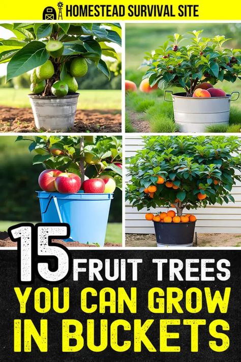 15 Fruit Trees You Can Grow In Buckets - Homestead Survival Site Pineapple Guava Tree, Container Gardening Fruit, Small Fruit Trees, Fruit Trees In Containers, Potted Fruit Trees, Fruit Tree Garden, Growing Vegetables In Pots, Guava Tree, Pruning Fruit Trees